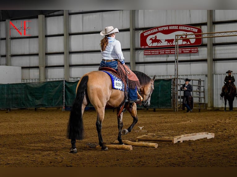 American Quarter Horse Wałach 10 lat Jelenia in Grantville