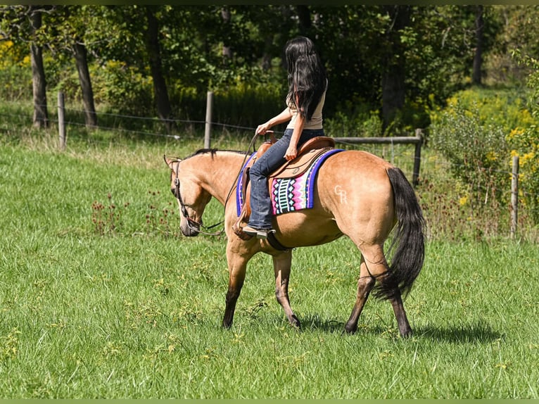 American Quarter Horse Wałach 10 lat Jelenia in Grantville