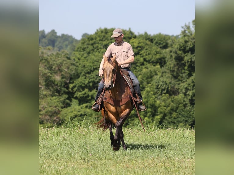 American Quarter Horse Wałach 10 lat Jelenia in Mount Vernon