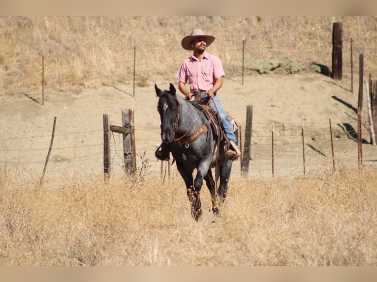 American Quarter Horse Wałach 10 lat Karodereszowata in Tres Pinos
