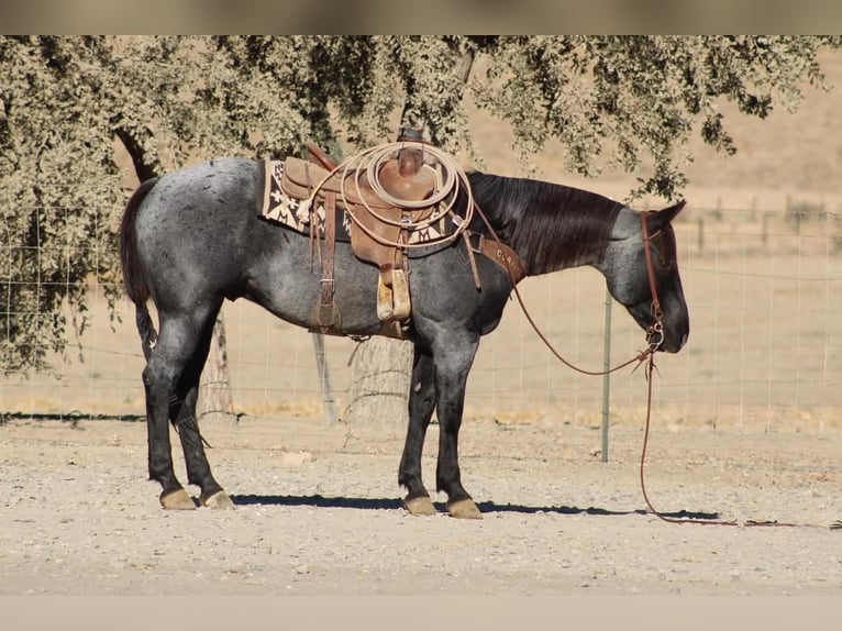 American Quarter Horse Wałach 10 lat Karodereszowata in Tres Pinos