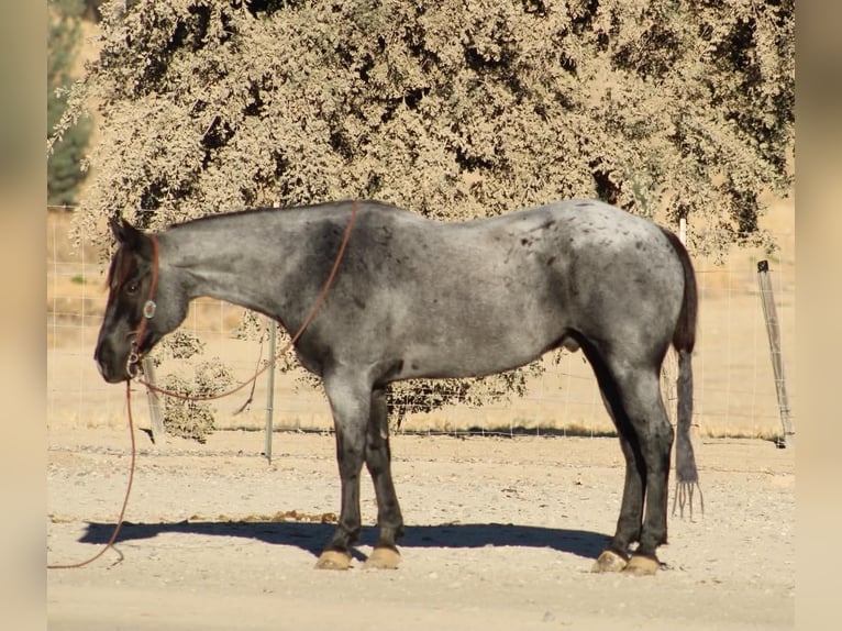 American Quarter Horse Wałach 10 lat Karodereszowata in Tres Pinos