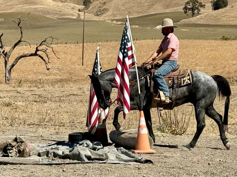 American Quarter Horse Wałach 10 lat Karodereszowata in Tres Pinos