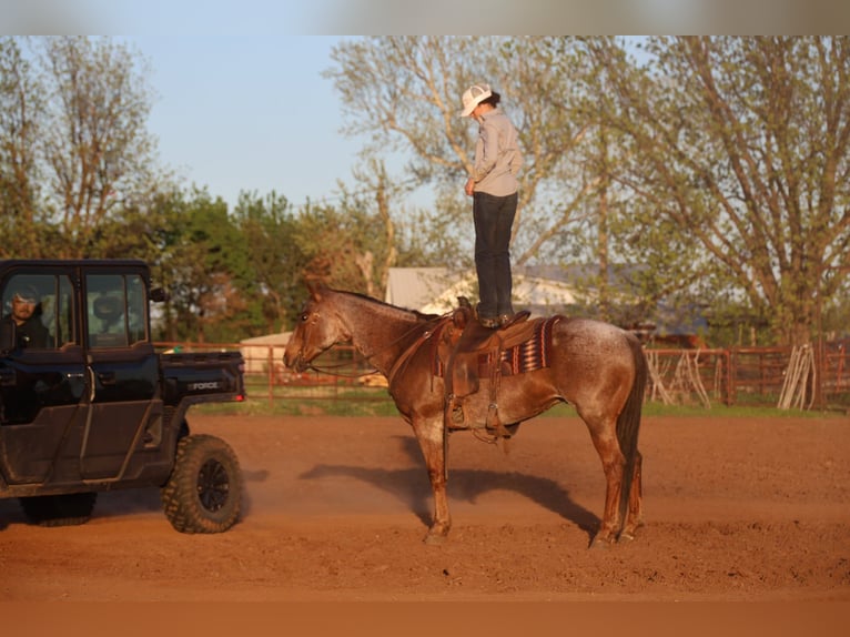 American Quarter Horse Wałach 10 lat Kasztanowatodereszowata in Ripley
