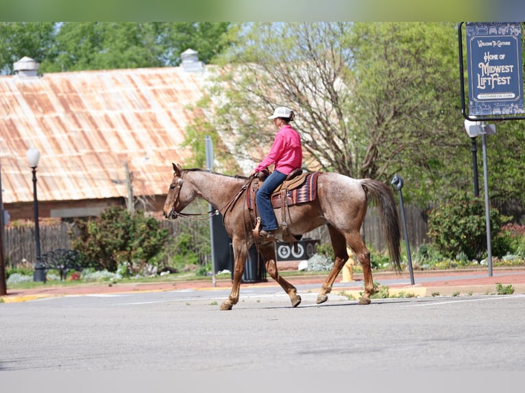 American Quarter Horse Wałach 10 lat Kasztanowatodereszowata in Ripley
