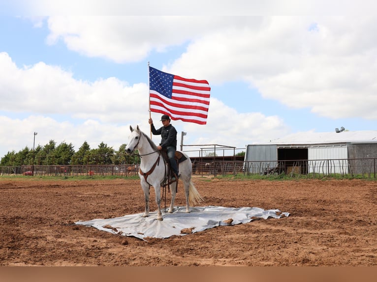 American Quarter Horse Wałach 10 lat Siwa in Ripley