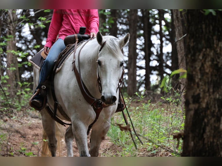 American Quarter Horse Wałach 10 lat Siwa in Ripley