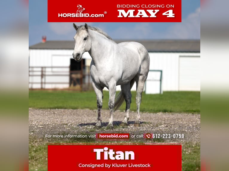 American Quarter Horse Wałach 10 lat Siwa in Ripley