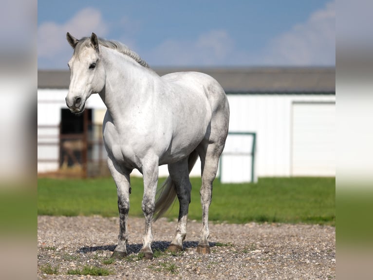 American Quarter Horse Wałach 10 lat Siwa in Ripley