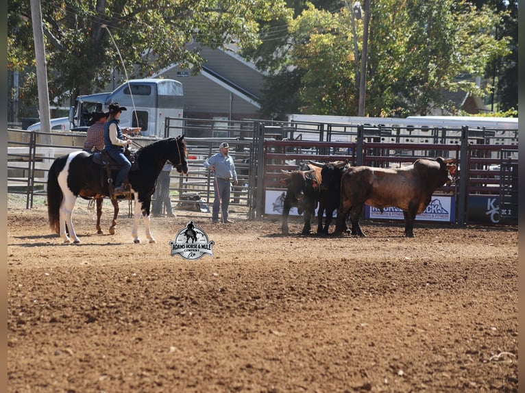 American Quarter Horse Wałach 10 lat Tobiano wszelkich maści in Wickenburg