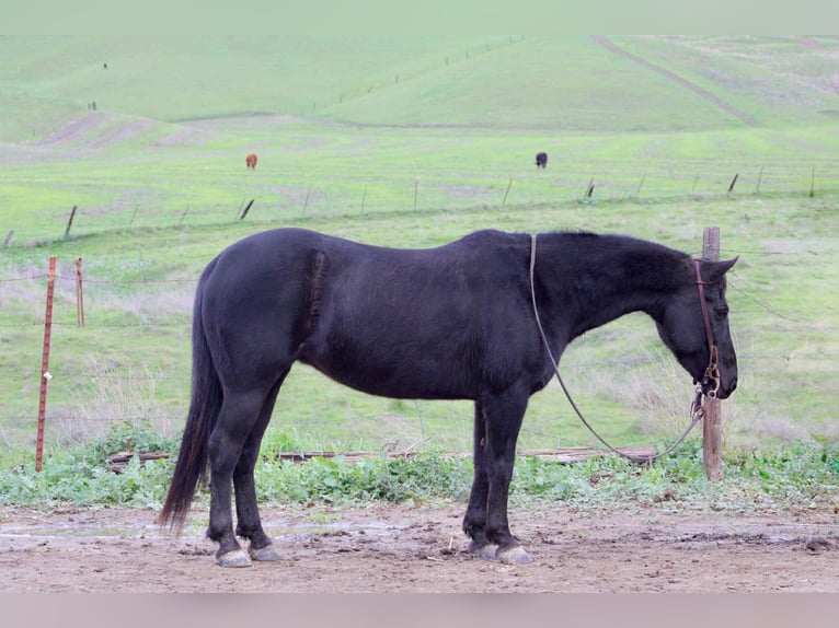 American Quarter Horse Wałach 11 lat 135 cm Kara in Bitterwater CA