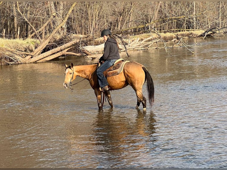 American Quarter Horse Wałach 11 lat 142 cm Jelenia in Libson IA