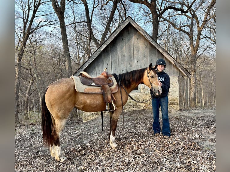 American Quarter Horse Wałach 11 lat 142 cm Jelenia in Libson IA