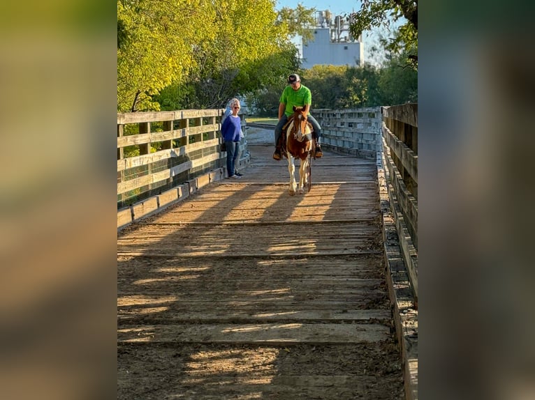 American Quarter Horse Wałach 11 lat 142 cm Tobiano wszelkich maści in Poolville TX