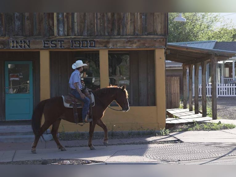 American Quarter Horse Wałach 11 lat 145 cm Ciemnokasztanowata in Camp Verde AZ