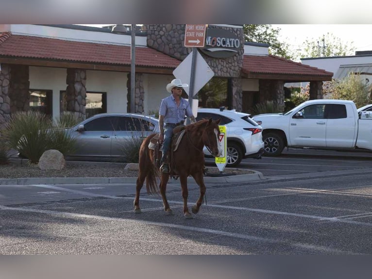 American Quarter Horse Wałach 11 lat 145 cm Ciemnokasztanowata in Camp Verde AZ