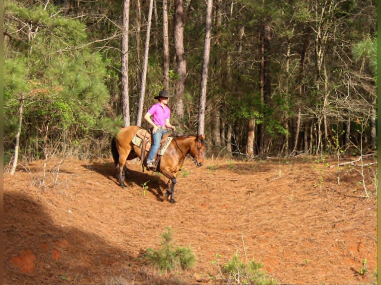 American Quarter Horse Wałach 11 lat 147 cm Bułana in Rusk