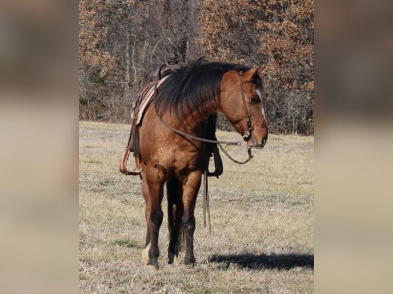 American Quarter Horse Wałach 11 lat 147 cm Bułana in Charleston