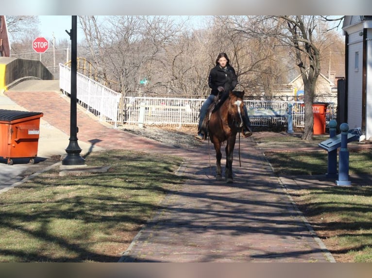 American Quarter Horse Wałach 11 lat 147 cm Bułana in Charleston