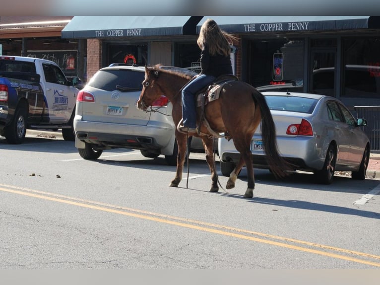 American Quarter Horse Wałach 11 lat 147 cm Bułana in Charleston