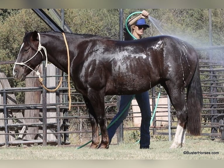 American Quarter Horse Wałach 11 lat 147 cm Ciemnokasztanowata in Weatherford TX