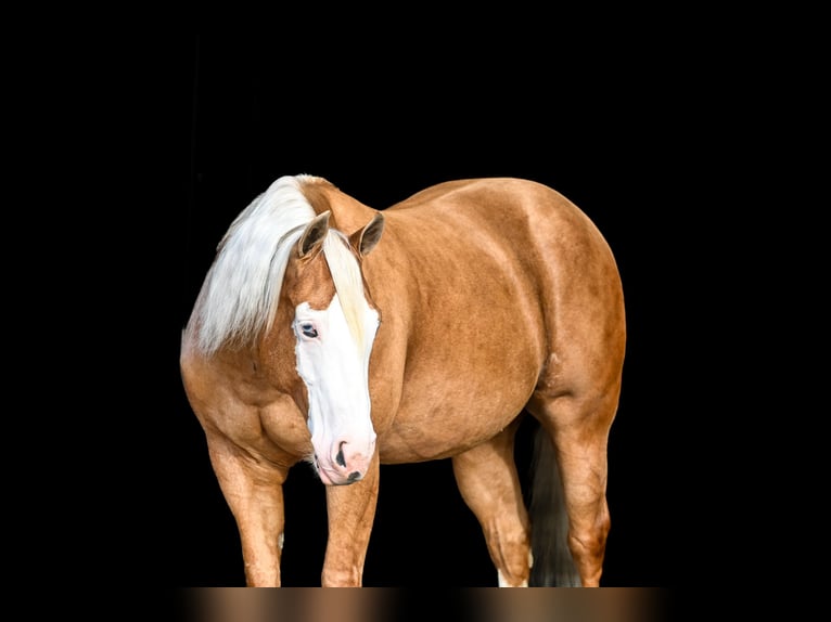 American Quarter Horse Wałach 11 lat 147 cm Izabelowata in Canistota