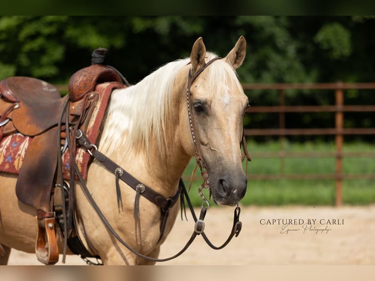 American Quarter Horse Wałach 11 lat 147 cm Izabelowata in Lewistown