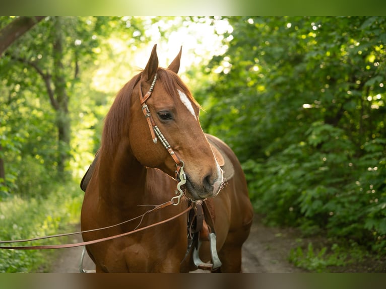 American Quarter Horse Wałach 11 lat 148 cm Ciemnokasztanowata in Markranstädt