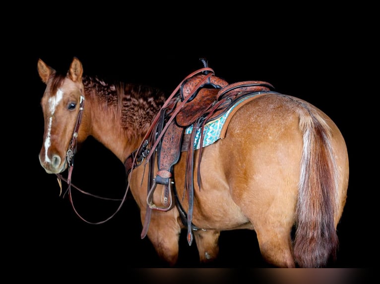 American Quarter Horse Wałach 11 lat 150 cm Bułana in Clarion