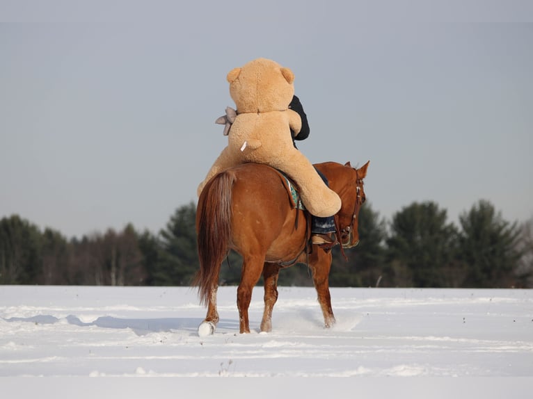 American Quarter Horse Wałach 11 lat 150 cm Bułana in Clarion