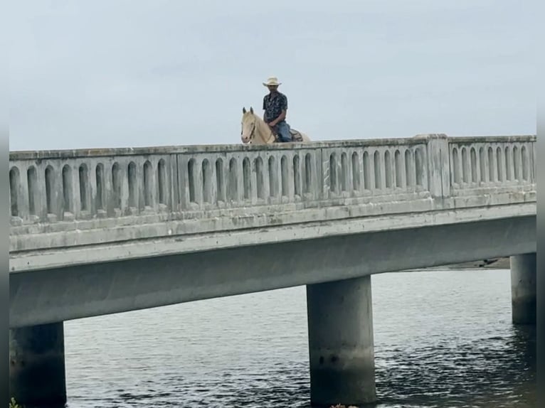 American Quarter Horse Wałach 11 lat 150 cm Cremello in Paicines CA