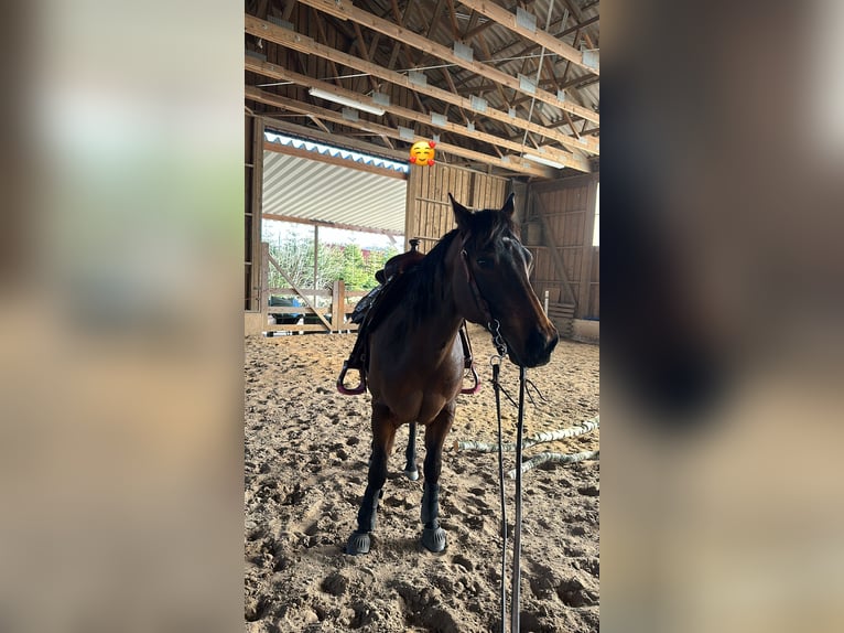 American Quarter Horse Wałach 11 lat 150 cm Gniada in Ilfeld