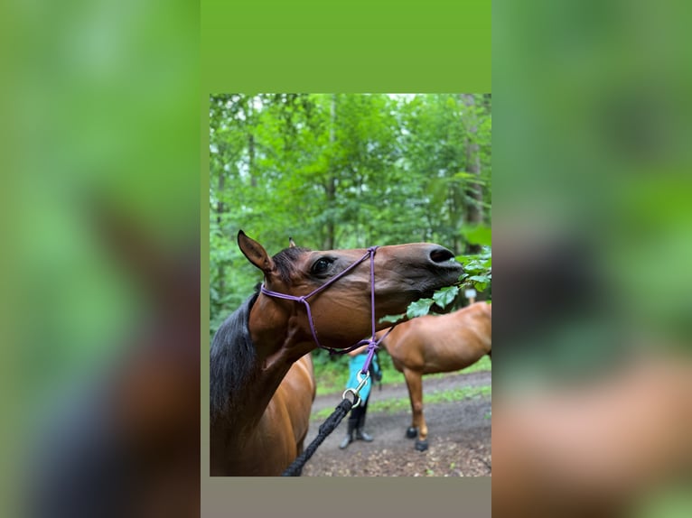 American Quarter Horse Wałach 11 lat 150 cm Gniada in Ilfeld
