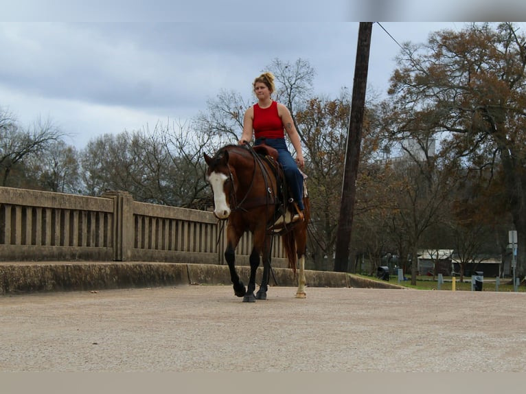 American Quarter Horse Wałach 11 lat 150 cm Gniada in Rusk TX
