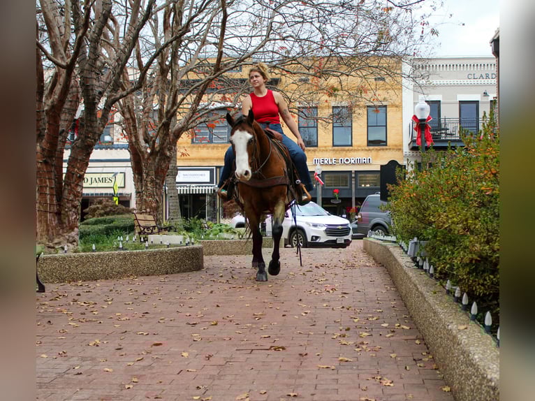 American Quarter Horse Wałach 11 lat 150 cm Gniada in Rusk TX