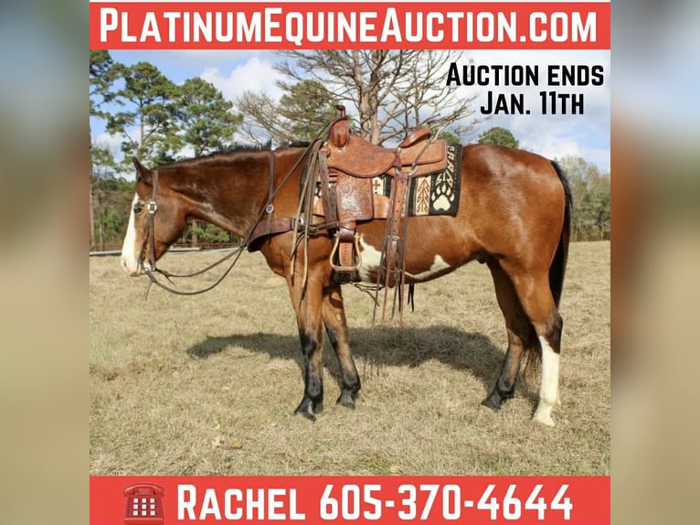 American Quarter Horse Wałach 11 lat 150 cm Gniada in Rusk TX