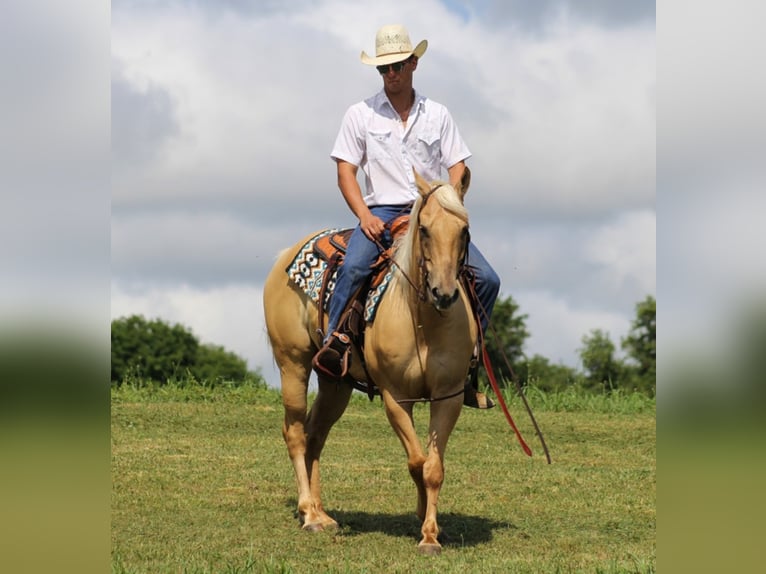 American Quarter Horse Wałach 11 lat 150 cm Izabelowata in Brodhead KY