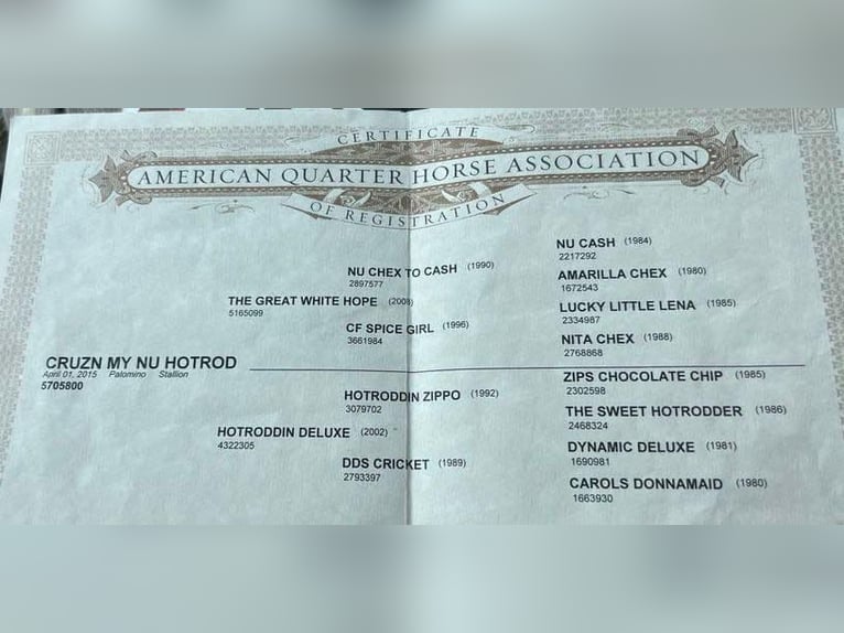 American Quarter Horse Wałach 11 lat 150 cm Izabelowata in Paicines CA