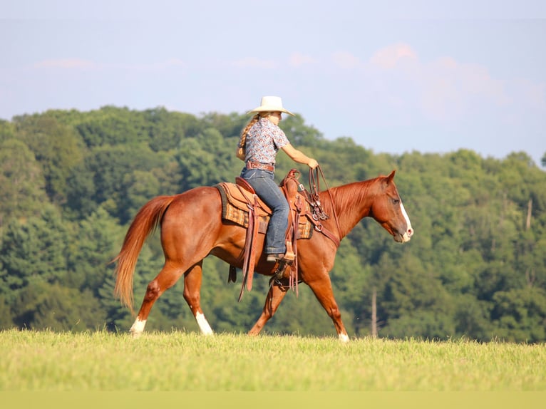 American Quarter Horse Wałach 11 lat 150 cm in Clarion