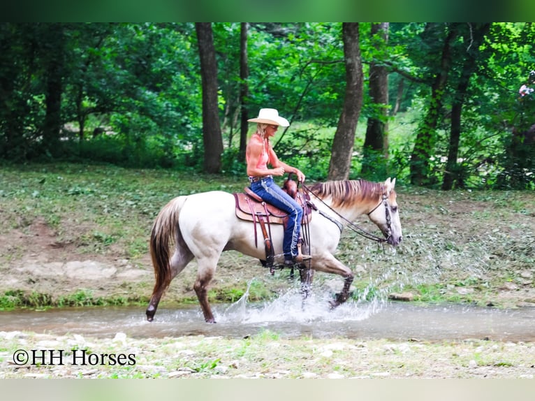 American Quarter Horse Wałach 11 lat 150 cm Szampańska in Flemingsburg, KY