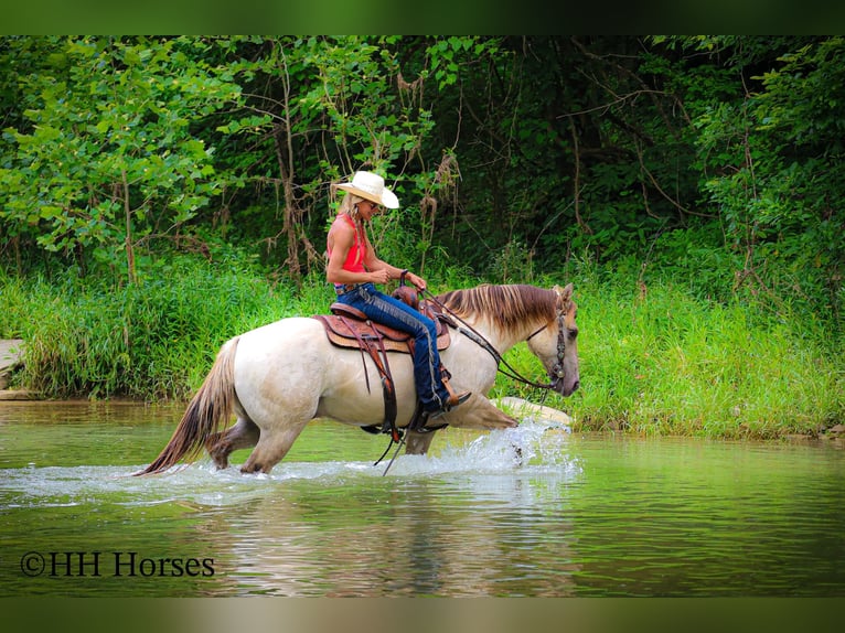 American Quarter Horse Wałach 11 lat 150 cm Szampańska in Flemingsburg, KY
