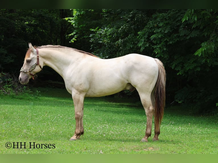 American Quarter Horse Wałach 11 lat 150 cm Szampańska in Flemingsburg, KY