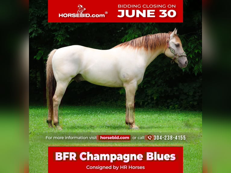American Quarter Horse Wałach 11 lat 150 cm Szampańska in Flemingsburg, KY