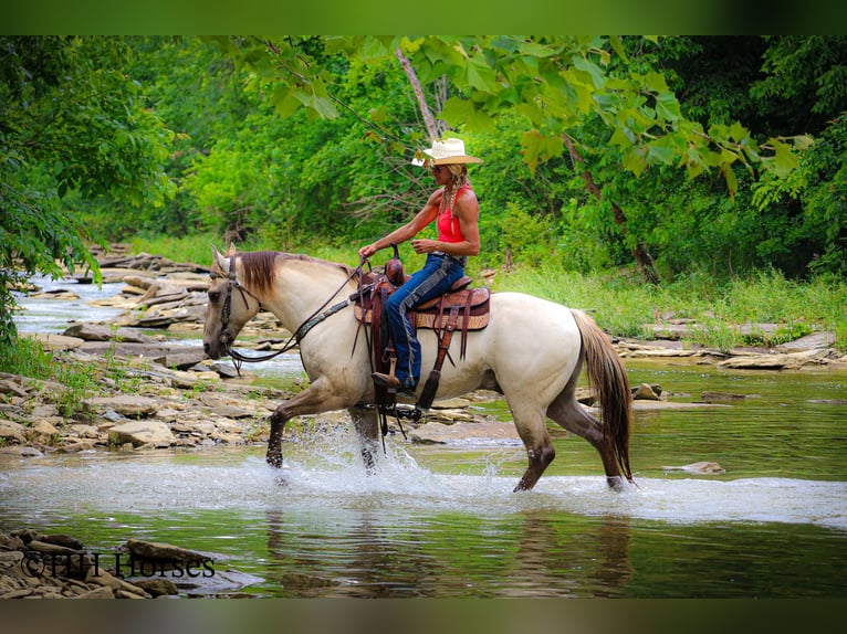 American Quarter Horse Wałach 11 lat 150 cm Szampańska in Flemingsburg, KY