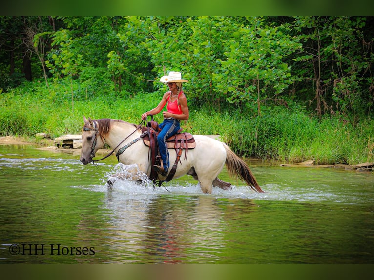 American Quarter Horse Wałach 11 lat 150 cm Szampańska in Flemingsburg, KY