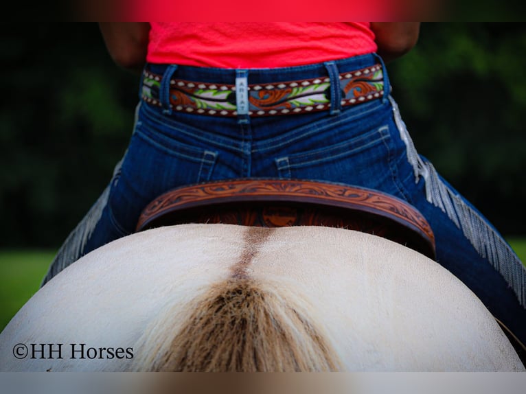 American Quarter Horse Wałach 11 lat 150 cm Szampańska in Flemingsburg, KY