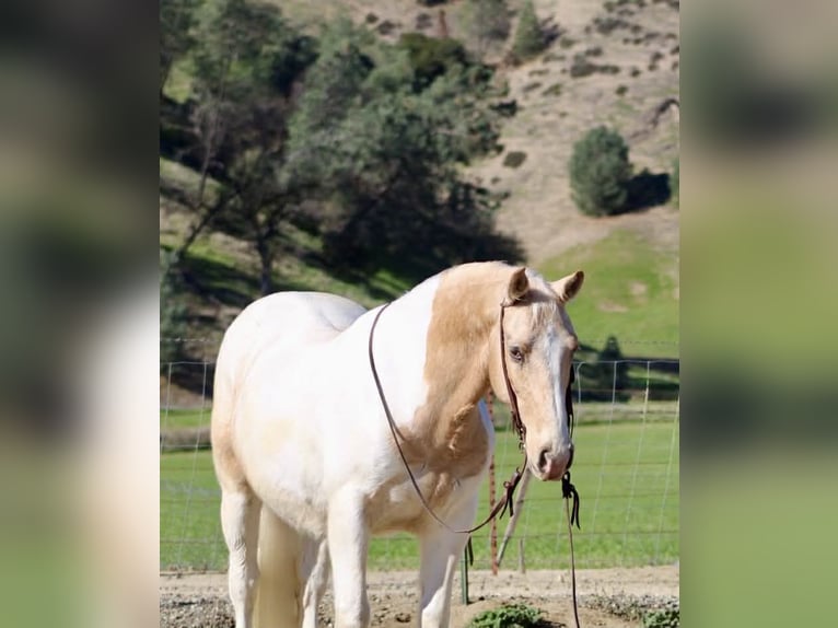 American Quarter Horse Wałach 11 lat 150 cm Tobiano wszelkich maści in Paicines CA
