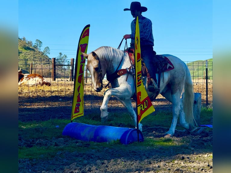 American Quarter Horse Wałach 11 lat 150 cm Tobiano wszelkich maści in Paicines CA