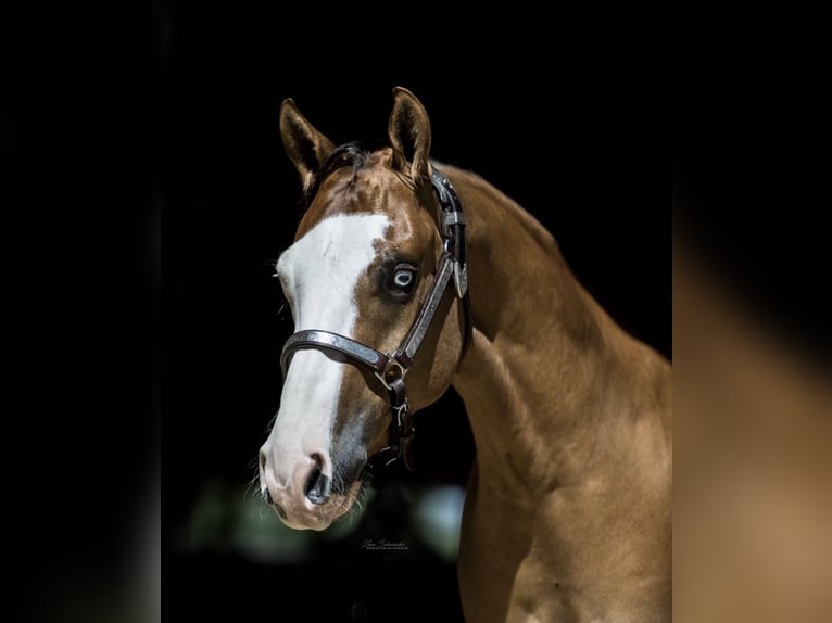 American Quarter Horse Wałach 11 lat 151 cm Bułana in Waldkirchen