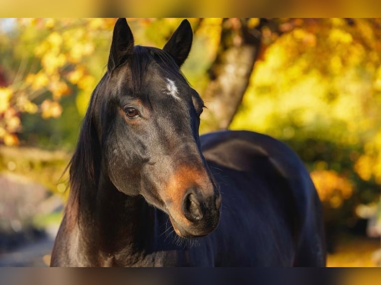 American Quarter Horse Wałach 11 lat 151 cm Gniada in Hinwil